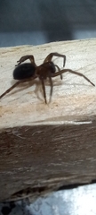 Amaurobius ferox