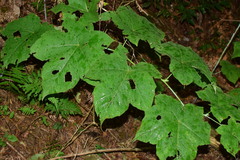 Rubus peltatus