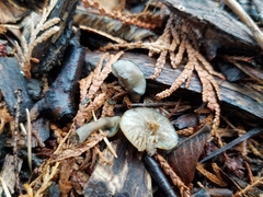 Psilocybe ovoideocystidiata