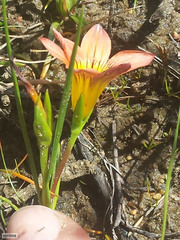 Romulea pilosa