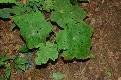Rubus peltatus
