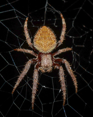 Hortophora