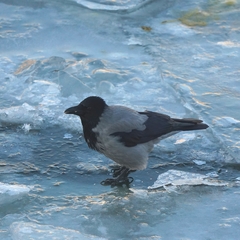 Corvus cornix