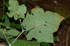 Rubus peltatus