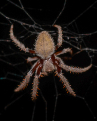 Hortophora