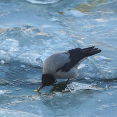 Corvus cornix