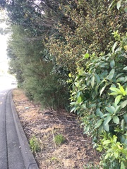 Melicytus ramiflorus