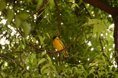 Ploceus melanocephalus