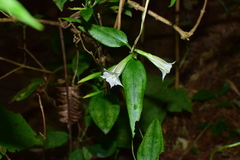 Tripterospermum chinense