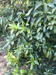 Melicytus ramiflorus