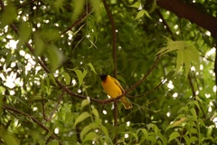 Ploceus melanocephalus