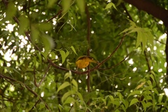 Ploceus melanocephalus