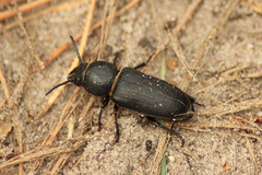 Spondylis buprestoides