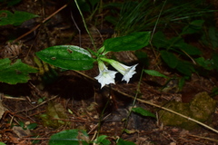 Tripterospermum chinense