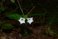 Tripterospermum chinense