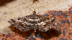 Diasemiopsis ramburialis