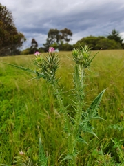 Carduus pycnocephalus