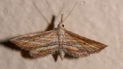 Stenopaltis lithina