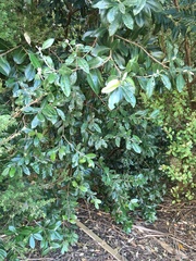 Metrosideros excelsa