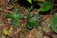 Tripterospermum chinense