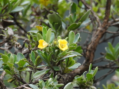 Columellia