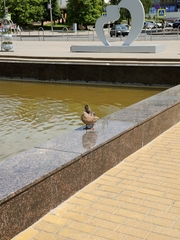 Anas platyrhynchos