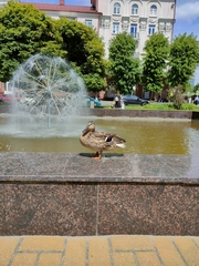 Anas platyrhynchos