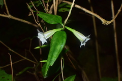 Tripterospermum chinense