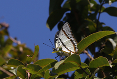 Polyura nepenthes
