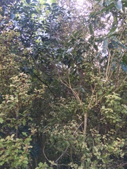 Melicytus ramiflorus