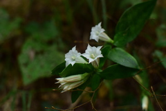 Tripterospermum chinense