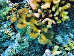 Tridacna gigas