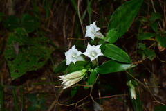 Tripterospermum chinense