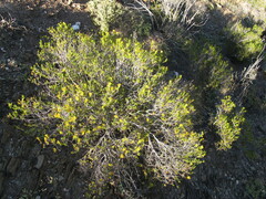 Pteronia paniculata
