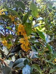 Azara serrata