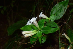 Tripterospermum chinense