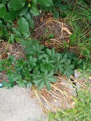 Potentilla thuringiaca