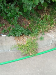 Potentilla thuringiaca