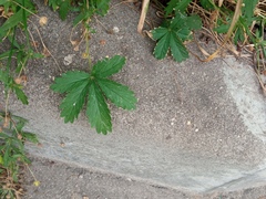 Potentilla thuringiaca