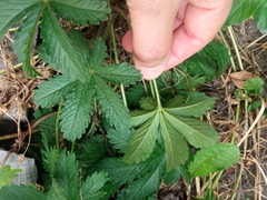 Potentilla thuringiaca