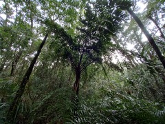 Cyathea corcovadensis