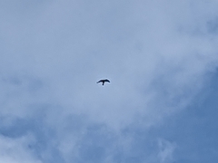 Falco tinnunculus canariensis