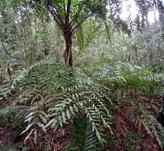 Cyathea corcovadensis