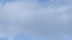 Falco tinnunculus canariensis