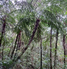 Cyathea corcovadensis