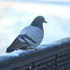 Columba livia domestica