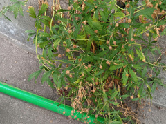 Potentilla thuringiaca