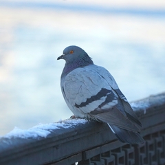 Columba livia domestica