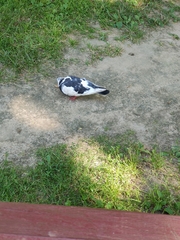 Columba livia domestica
