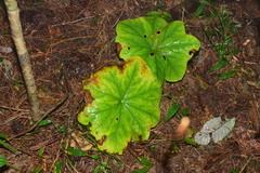 Dysosma pleiantha